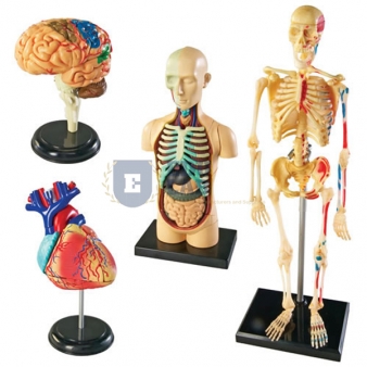 Anatomical Models